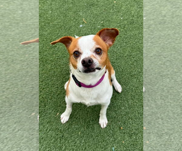 Medium Photo #2 Jack Chi Puppy For Sale in Tempe , AZ, USA