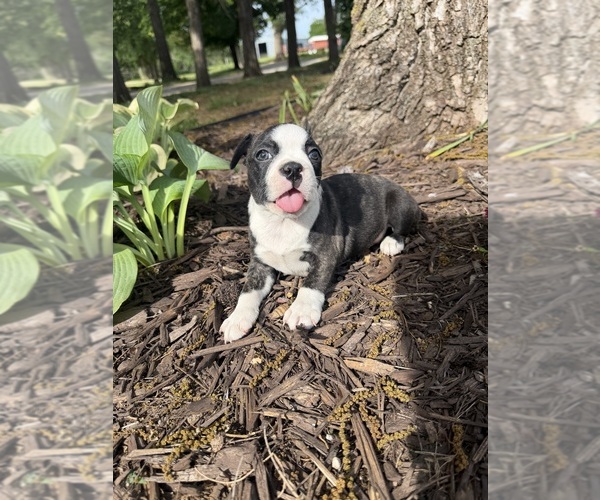 Medium Photo #8 Boston Terrier Puppy For Sale in FREDONIA, KS, USA