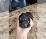 Small Photo #1 Labradoodle-Poodle (Standard) Mix Puppy For Sale in HERALD, CA, USA