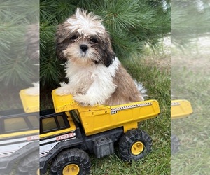 Shih Tzu Puppy for sale in MIDDLEBURY, IN, USA