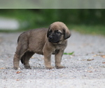 Small Photo #14 Spanish Mastiff Puppy For Sale in DRYDEN, VA, USA