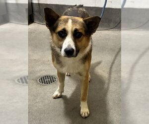 Border Collie-Cardigan Welsh Corgi Mix Dogs for adoption in Forestville, MD, USA