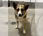 Small Border Collie-Cardigan Welsh Corgi Mix