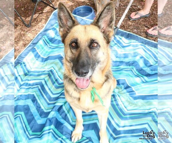 Medium Photo #4 German Shepherd Dog-Unknown Mix Puppy For Sale in Washington, DC, USA