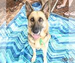 Small #3 German Shepherd Dog Mix