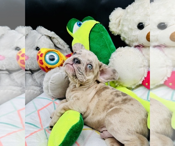 Medium Photo #16 French Bulldog Puppy For Sale in BELLVILLE, TX, USA