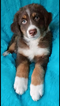 Small Photo #1 Australian Shepherd Puppy For Sale in FOUNTAIN RUN, KY, USA