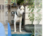 Small #2 Bulldog-Staffordshire Bull Terrier Mix