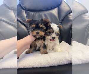 Yorkshire Terrier Puppy for sale in ROGERSVILLE, TN, USA