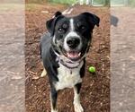 Small #1 Labrador Retriever Mix
