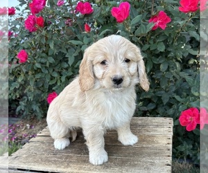 Goldendoodle (Miniature) Puppy for sale in MIDDLEBURY, IN, USA