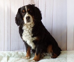 Mother of the Bernese Mountain Dog-Cavalier King Charles Spaniel Mix puppies born on 05/30/2025