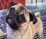 Small Photo #1 Pug Puppy For Sale in RALEIGH, NC, USA