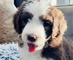 Puppy Lady Eloise Sheepadoodle