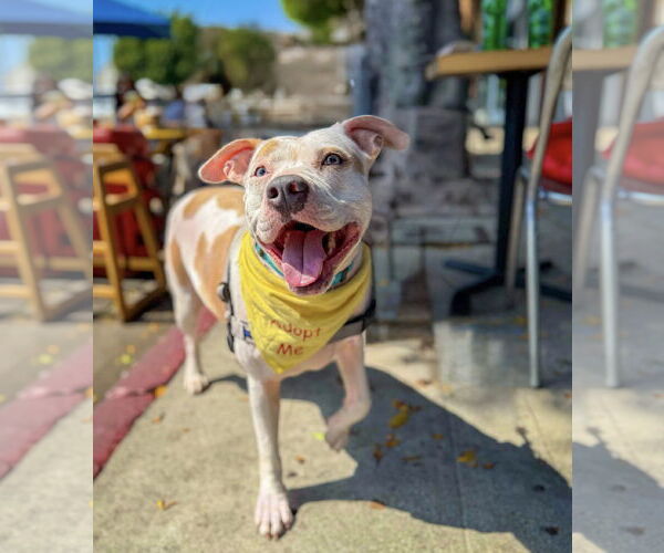 Medium Photo #6 American Pit Bull Terrier-Huskies  Mix Puppy For Sale in Marina Del Rey, CA, USA
