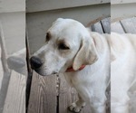Small Photo #1 Labrador Retriever Puppy For Sale in LAFAYETTE, TN, USA