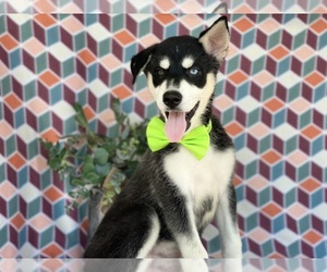 Pomsky-Siberian Husky Mix Puppy for sale in LANCASTER, PA, USA