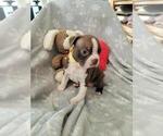 Small Photo #4 Boston Terrier Puppy For Sale in SALINA, KS, USA