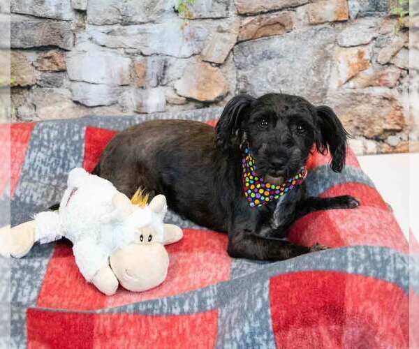 Medium Photo #5 Poodle (Miniature)-Unknown Mix Puppy For Sale in Kennesaw, GA, USA