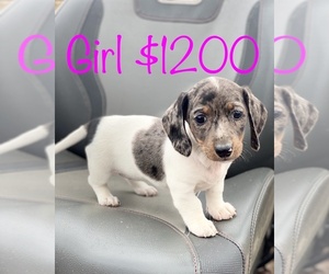 Dachshund Puppy for sale in FALKVILLE, AL, USA