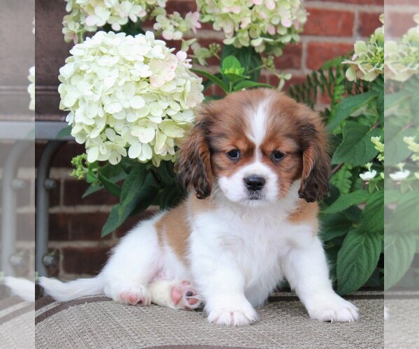 Medium Photo #5 Cava-Tzu Puppy For Sale in GORDONVILLE, PA, USA