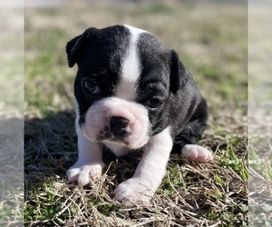 Boston Terrier Puppy for sale in WASHBURN, MO, USA