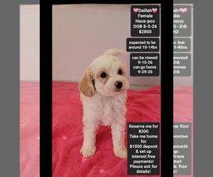 Havapoo Puppy for sale in TUCSON, AZ, USA