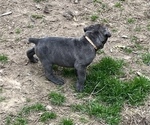 Small Photo #4 Cane Corso Puppy For Sale in ALEXANDER, AR, USA