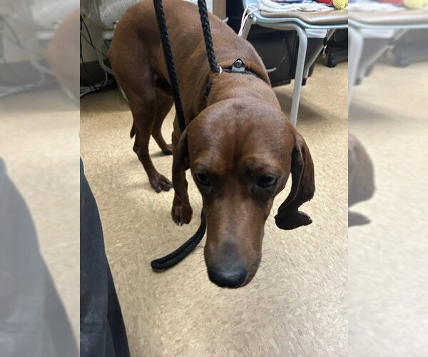 Medium Photo #1 Redbone Coonhound Puppy For Sale in Newton, NC, USA