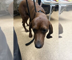 Redbone Coonhound Dogs for adoption in Newton, NC, USA