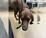 Small Redbone Coonhound
