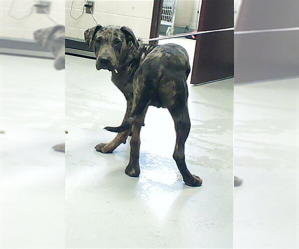 Medium Photo #1 Mutt Puppy For Sale in Fayetteville, NC, USA