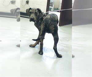 Mutt Dogs for adoption in Fayetteville, NC, USA