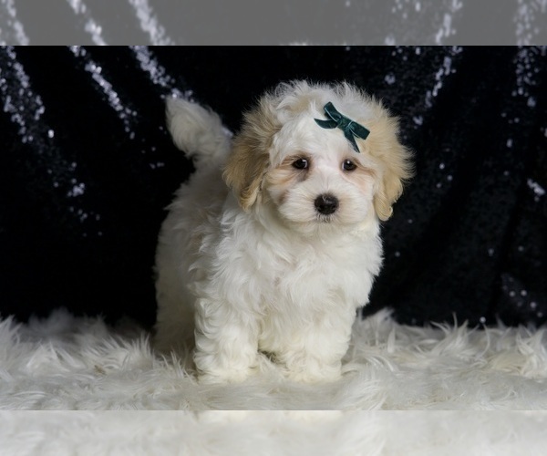Medium Photo #2 Maltipoo (Miniature) Puppy For Sale in WARSAW, IN, USA