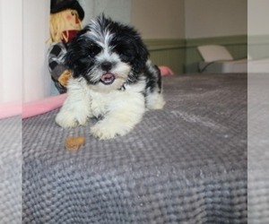 Shih Tzu Puppy for sale in THAYER, KS, USA