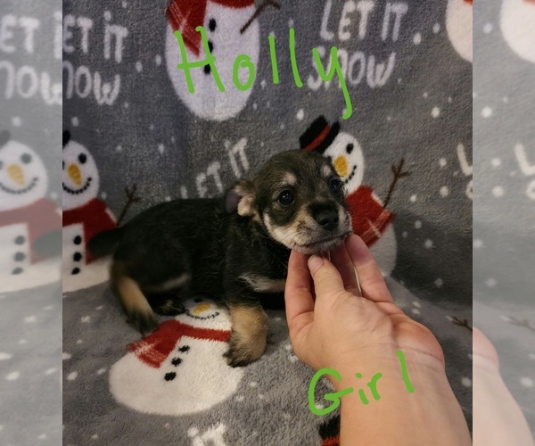 Medium Photo #14 Chizer Puppy For Sale in MONTEZUMA, GA, USA