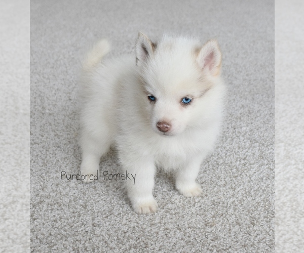 Medium Photo #2 Pomsky Puppy For Sale in KANSAS CITY, MO, USA
