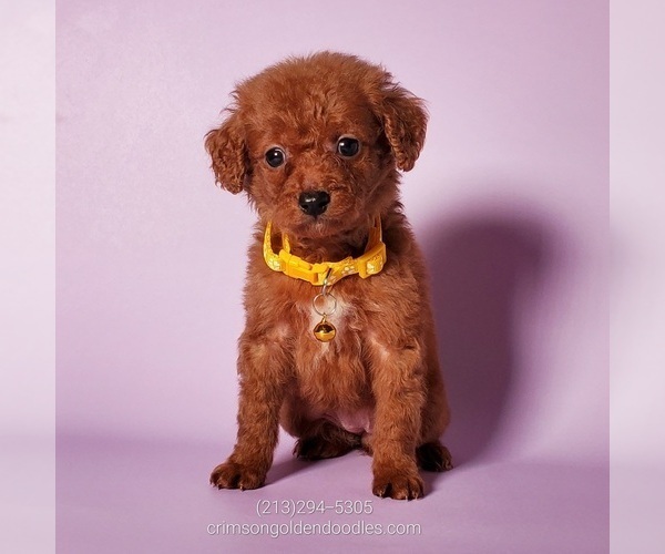 Medium Photo #2 Goldendoodle (Miniature) Puppy For Sale in BREA, CA, USA