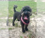 Small #4 Poodle (Miniature)