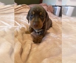 Small Photo #2 Dachshund Puppy For Sale in DENHAM SPRINGS, LA, USA