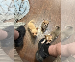Chihuahua Puppy for sale in THOMASVILLE, NC, USA