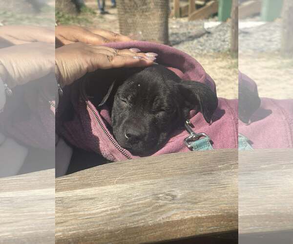 Medium Photo #2 Mutt Puppy For Sale in Woodbury, NY, USA