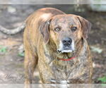 Small #3 Plott Hound Mix