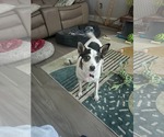 Small #1 Chihuahua Mix