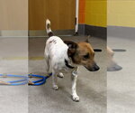 Small #2 Jack Russell Terrier Mix