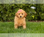 Small Photo #3 Poodle (Miniature) Puppy For Sale in BREMEN, IN, USA