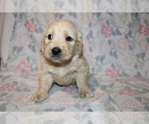 Goldendoodle (Miniature) Puppy for sale in BLOOMINGTON, IN, USA