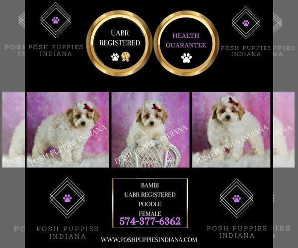 Medium Photo #7 Poodle (Miniature) Puppy For Sale in WARSAW, IN, USA
