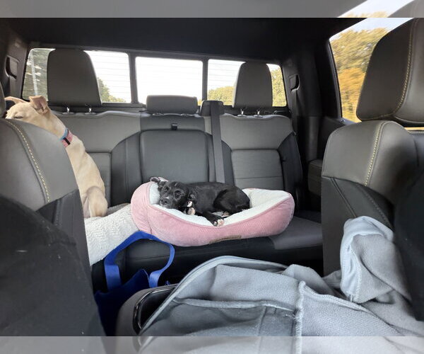 Medium Photo #5 Chihuahua-Retriever  Mix Puppy For Sale in Virginia Beach, VA, USA