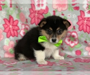 Pembroke Welsh Corgi-Pomsky Mix Puppy for sale in LANCASTER, PA, USA